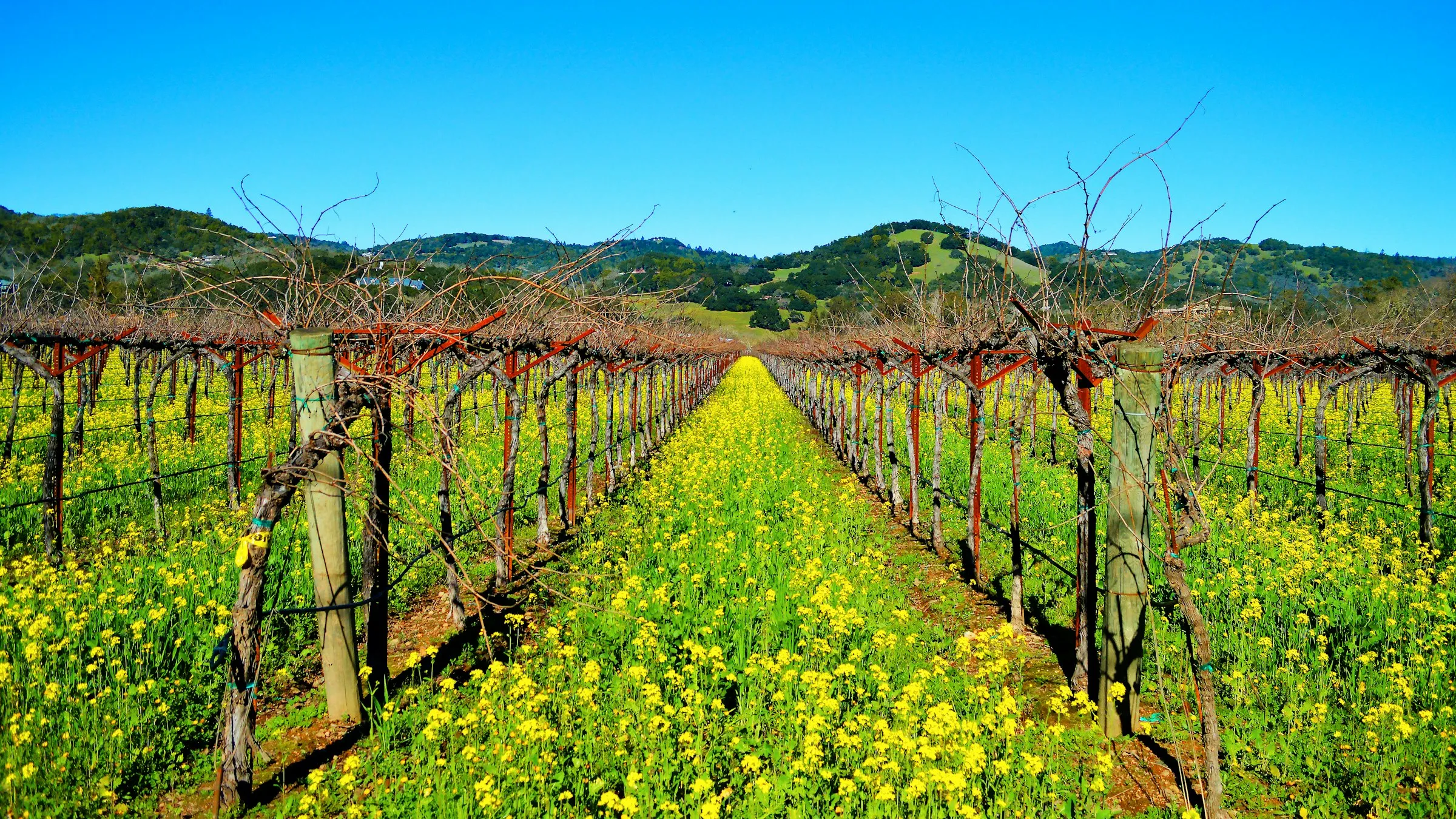 Fileiras de videiras em Sonoma com flores de mostarda amarelas entre elas, colinas verdes e céu azul