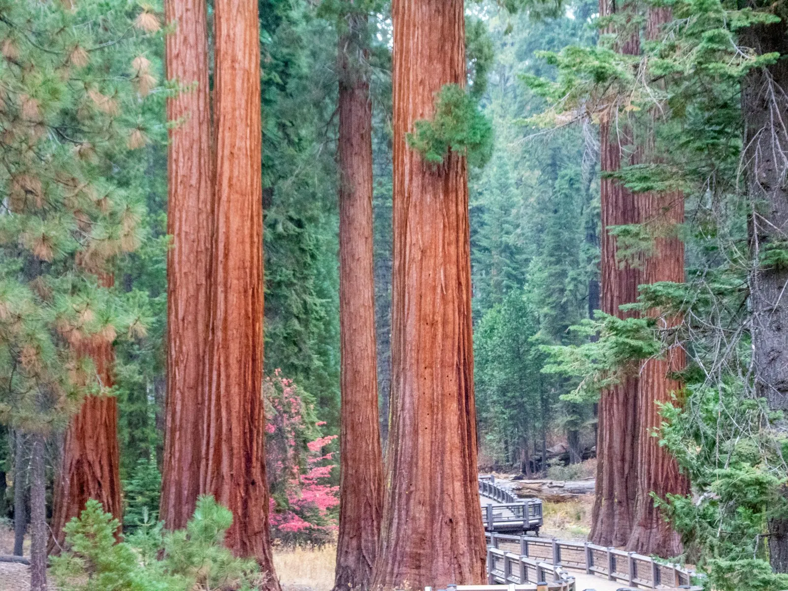 Troncos avermelhados de sequoias gigantes ao lado de uma passarela de madeira no Mariposa Grove