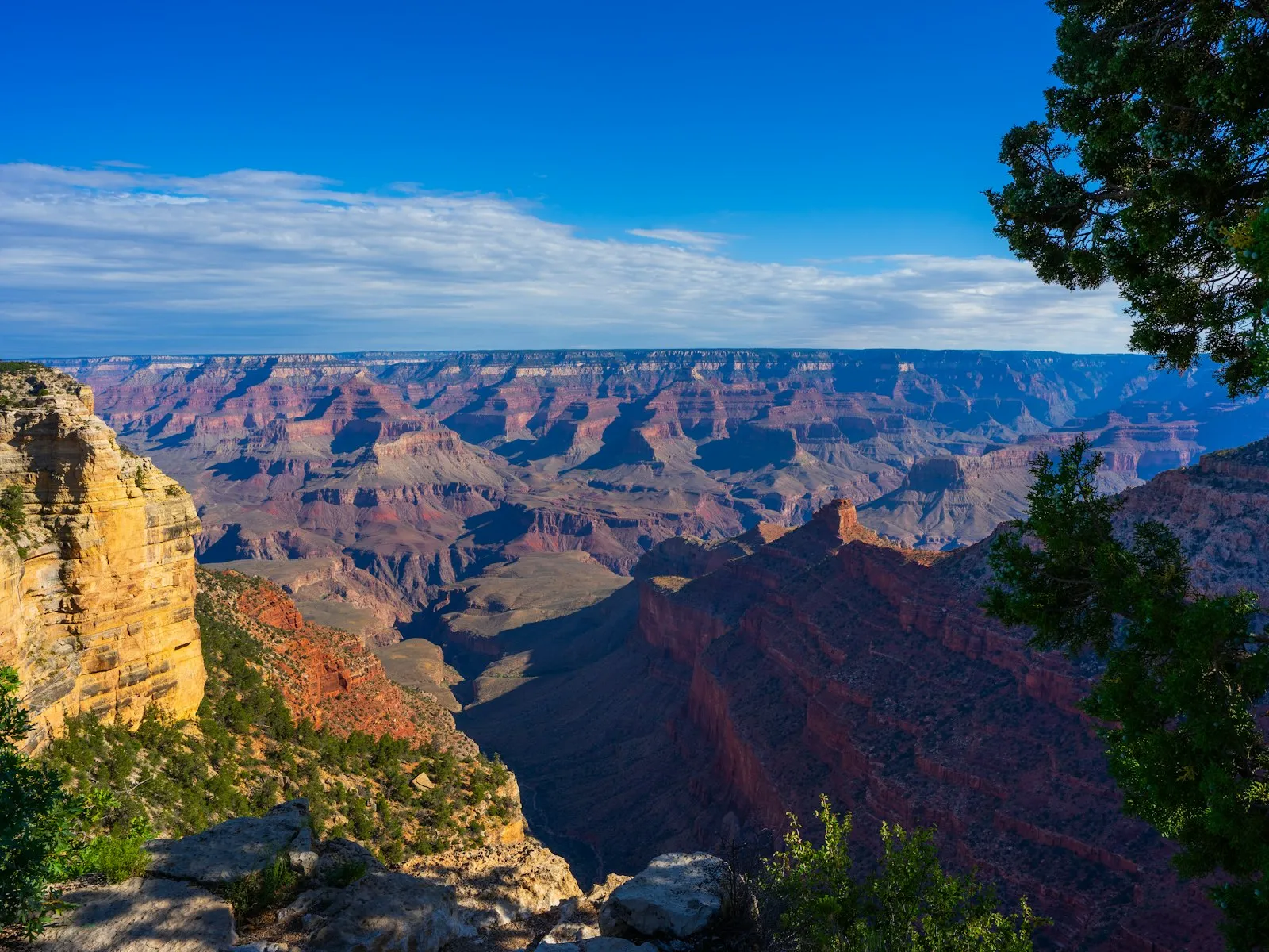 Mirante na borda do Grand Canyon emoldurado por pinheiros, com o cânion sob céu azul