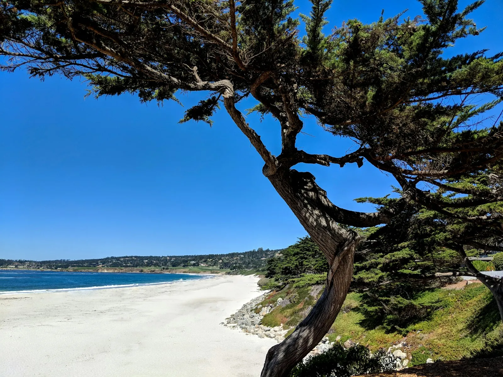 Cipreste inclinado sobre a areia branca da praia de Carmel-by-the-Sea, com mar azul e céu limpo